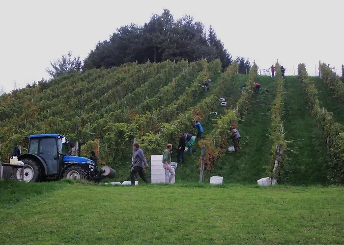 Agroturismo Buschenschank Orsl